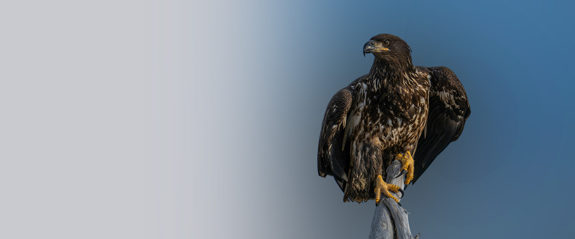 Eagle perched on a branch, the Hama Group emblem